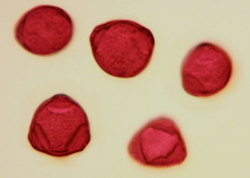 Pollens de Filao