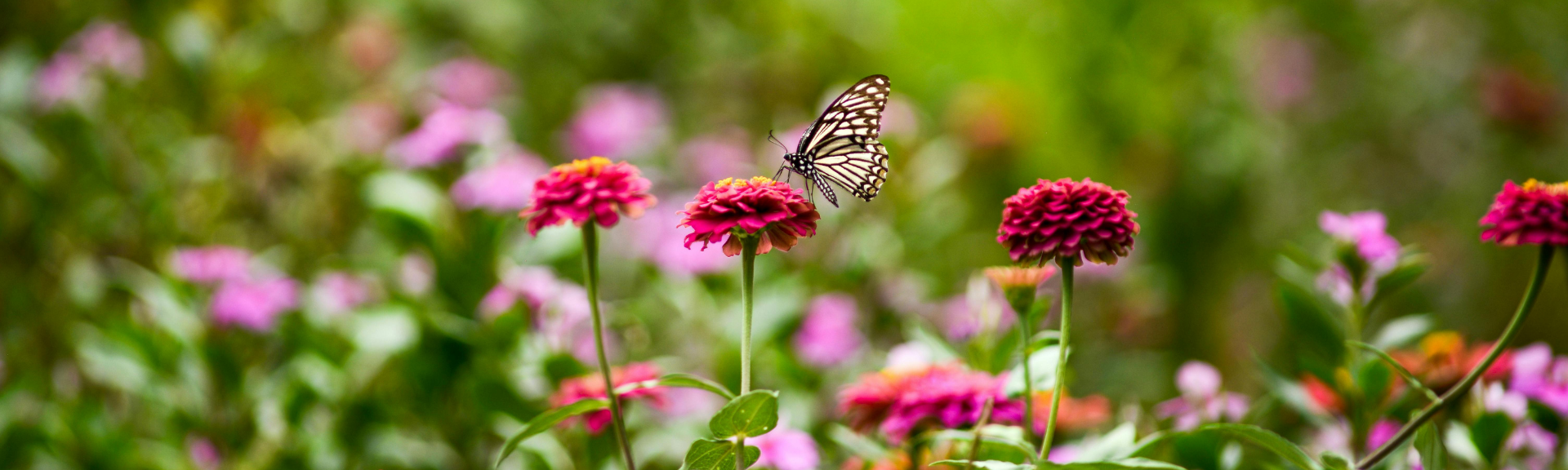 Agir au jardin