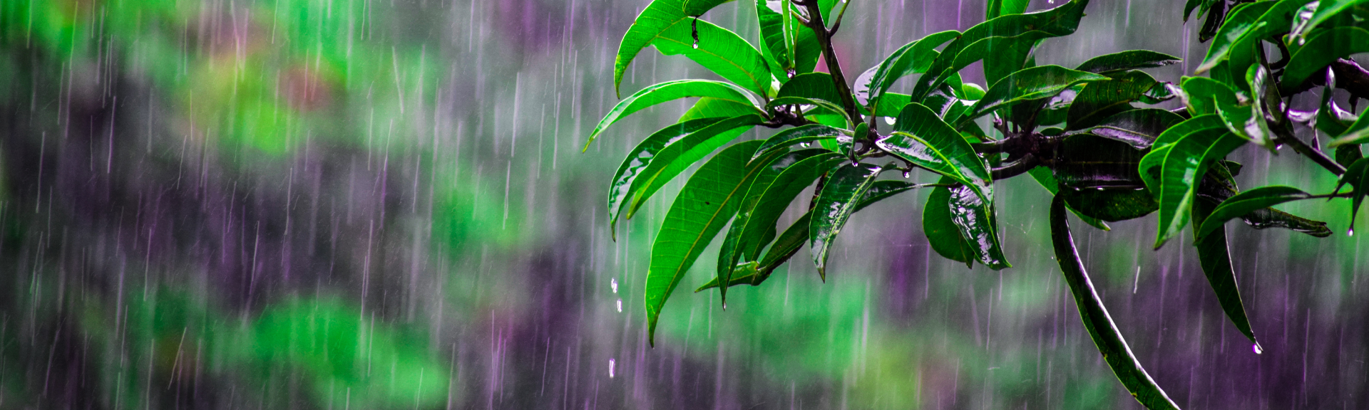 Les effets sur l'environnement